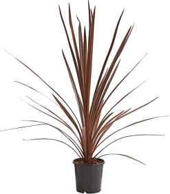 Dehner Keulenlilie - Cordyline australis Dunkelrot Clearance
