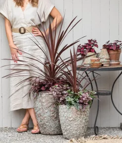 Dehner Keulenlilie - Cordyline australis Dunkelrot Clearance