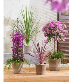 Dehner Keulenlilie - Cordyline australis Dunkelrot Clearance