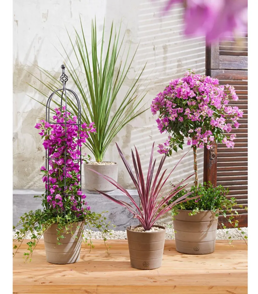 Dehner Keulenlilie - Cordyline australis Dunkelrot Clearance
