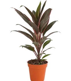 Dehner Grünpflanzen|Solitärpflanzen > Keulenlilie - Cordyline cultivars, verschiedene Sorten