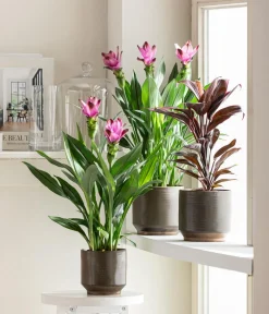 Dehner Grünpflanzen|Solitärpflanzen > Keulenlilie - Cordyline cultivars, verschiedene Sorten