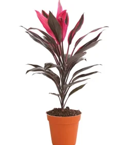 Dehner Grünpflanzen|Solitärpflanzen > Keulenlilie - Cordyline cultivars, verschiedene Sorten