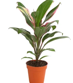 Dehner Grünpflanzen|Solitärpflanzen > Keulenlilie - Cordyline cultivars, verschiedene Sorten