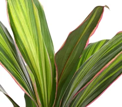Dehner Grünpflanzen|Solitärpflanzen > Keulenlilie - Cordyline cultivars, verschiedene Sorten