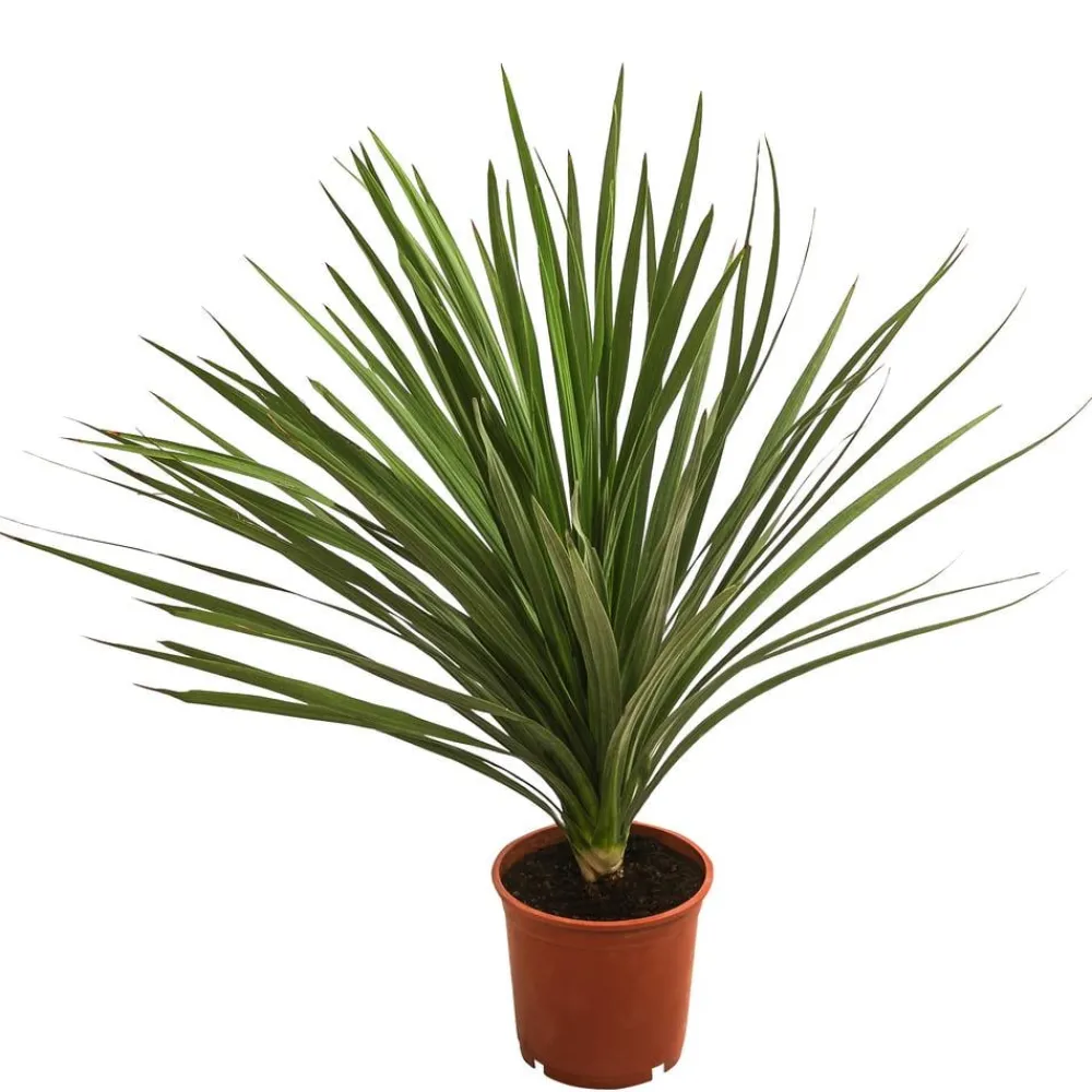 Dehner Palmen|Terrassenpflanzen > Keulenlilie - Dracaena indivisa
