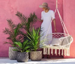 Dehner Palmen|Terrassenpflanzen - Keulenlilie - Dracaena indivisa Grün