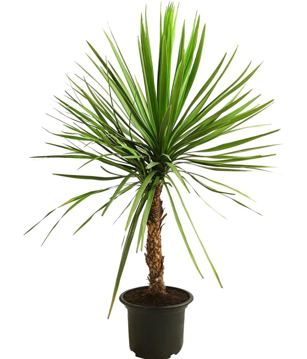Dehner Palmen|Terrassenpflanzen - Keulenlilie - Dracaena indivisa Grün
