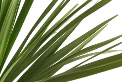 Dehner Palmen|Terrassenpflanzen - Keulenlilie - Dracaena indivisa Grün