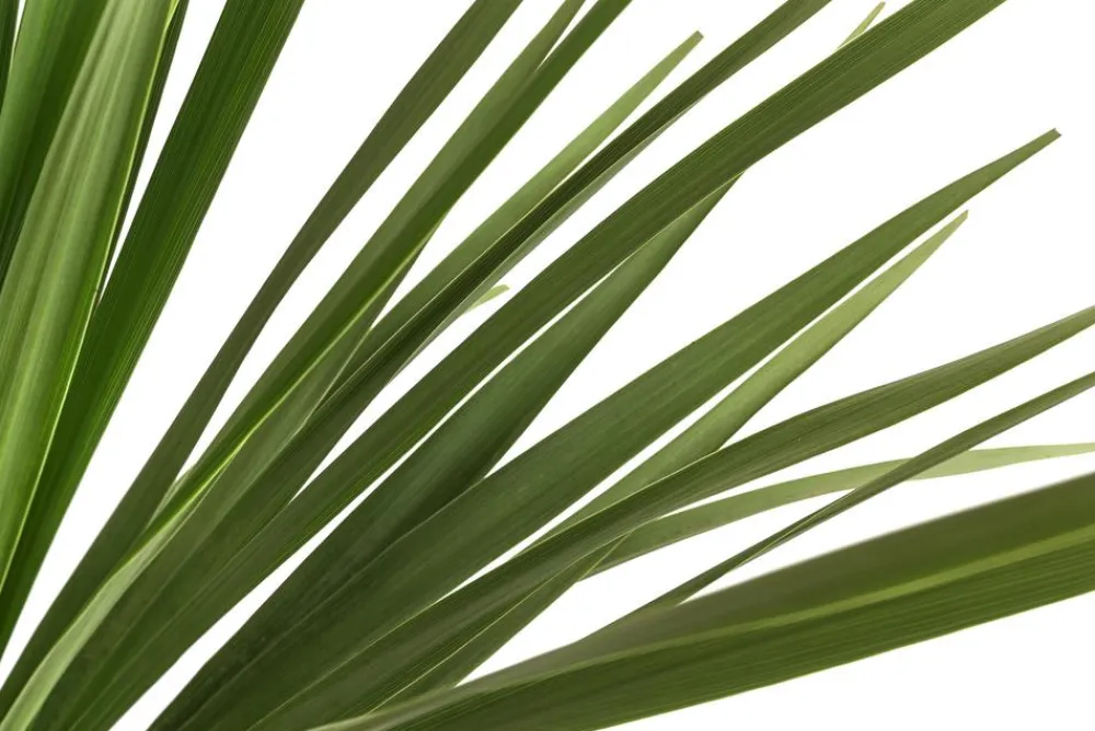 Dehner Palmen|Terrassenpflanzen - Keulenlilie - Dracaena indivisa Grün