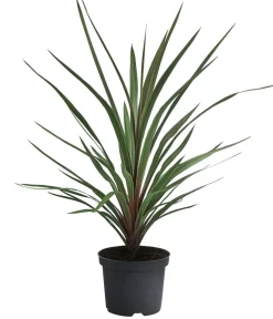 Dehner Terrassenpflanzen > Keulenlilie 'Red Heart'