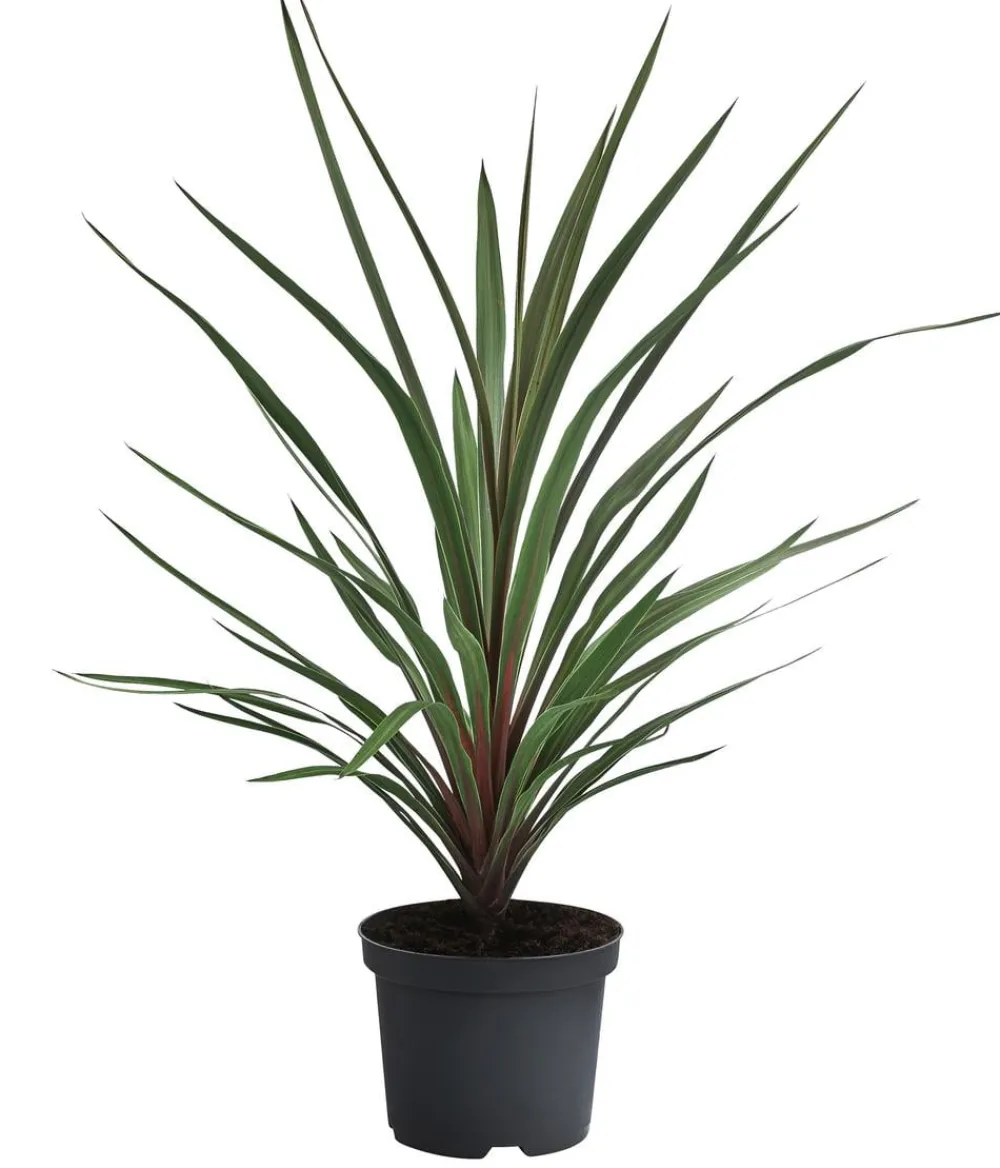 Dehner Terrassenpflanzen > Keulenlilie 'Red Heart'