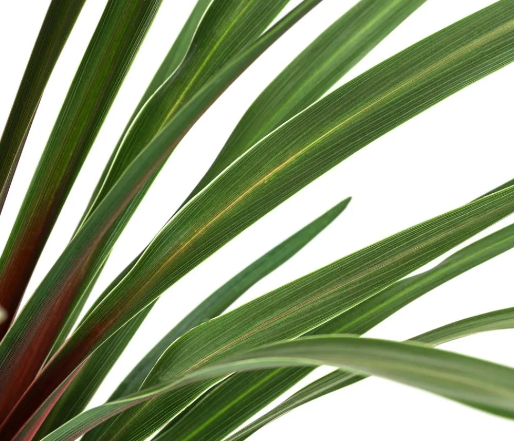 Dehner Terrassenpflanzen > Keulenlilie 'Red Heart'