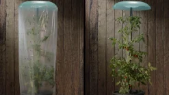 KHW Tomatenhut Grün Hot