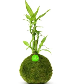 Bonsai|Grünpflanzen - Kibonu Glücksbambus - Dracaena sanderiana 'Bamboo' Hellgrün