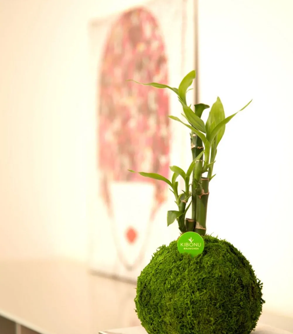 Bonsai|Grünpflanzen - Kibonu Glücksbambus - Dracaena sanderiana 'Bamboo' Hellgrün