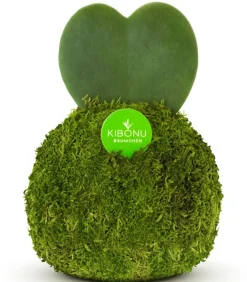 Kibonu Herzblattpflanze - Hoya kerrii 'Poppy' Dunkelgrün Outlet
