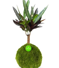 Kibonu Bonsai|Grünpflanzen - Wunderstrauch - Codiaeum variegatum 'Yelda'