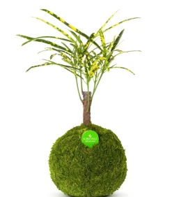 Kibonu Bonsai|Grünpflanzen - Wunderstrauch - Codiaeum variegatum 'Soley'