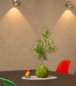 Kibonu Bonsai|Grünpflanzen > Zierspargel - Asparagus cultivars 'Mahira'