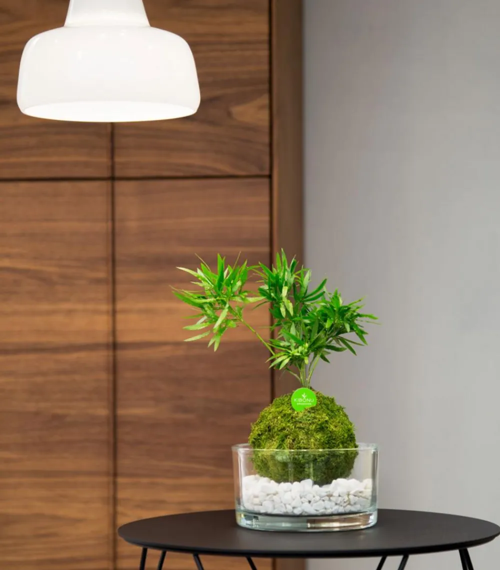 Kibonu Bonsai|Grünpflanzen > Zierspargel - Asparagus cultivars 'Mahira'