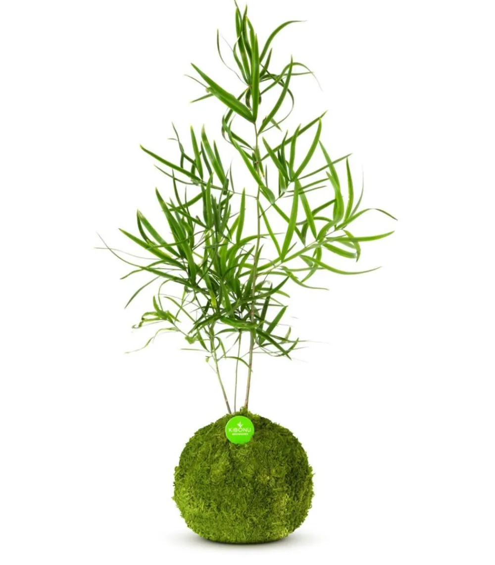 Kibonu Bonsai|Grünpflanzen > Zierspargel - Asparagus cultivars 'Mahira'