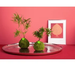 Kibonu Bonsai|Grünpflanzen - Zierspargel - Asparagus cultivars 'Mahira' Grün