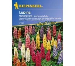 Nebelung/Kiepenkerl Blumensamen > Kiepenkerl Samen Lupine 'Gartenzwerg'