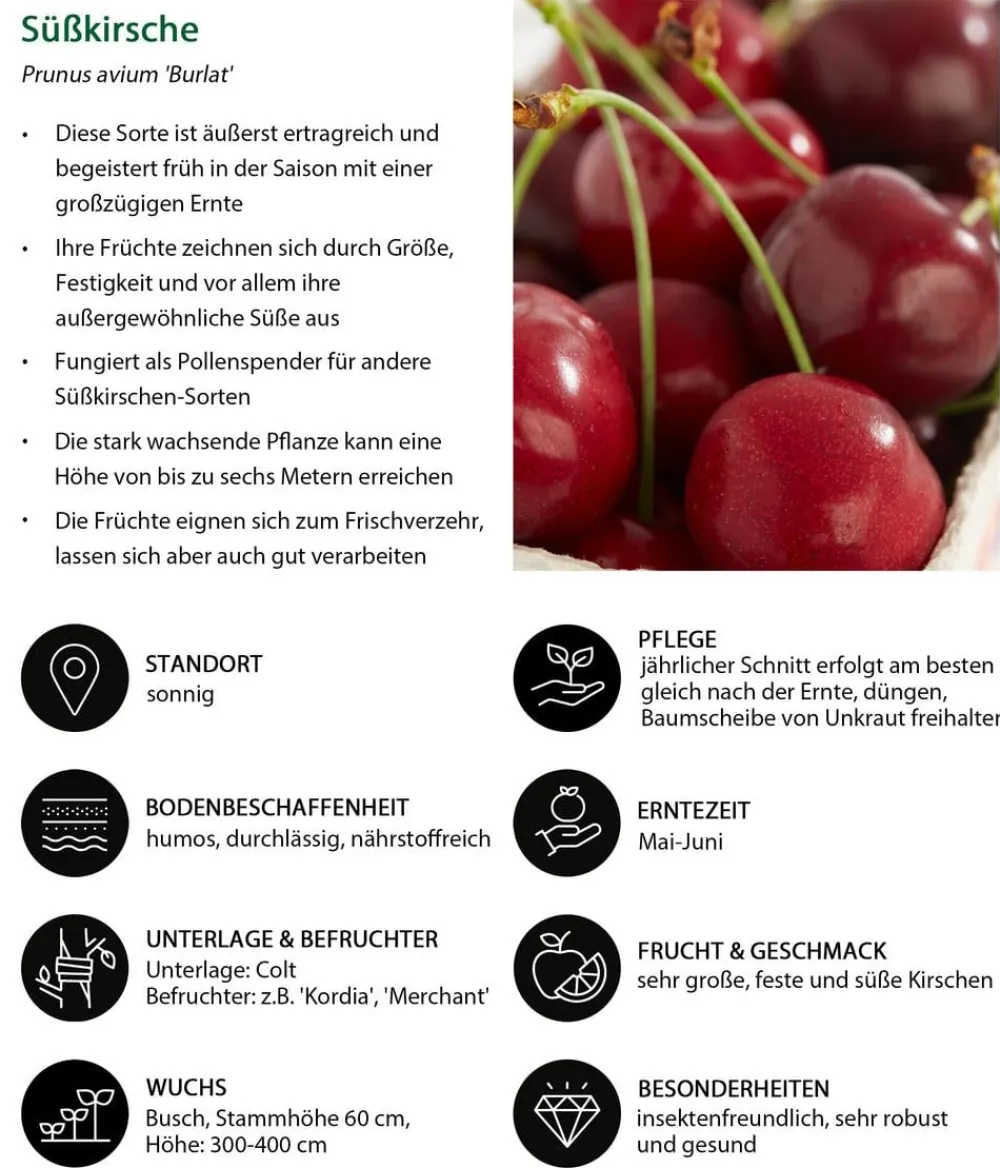 Dehner Obstbäume|Kirschbäume - Kirschen-Duo 'Sunburst/Burlat' Rot