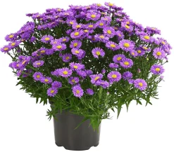 Dehner Kissen-Aster 'Sapphir®' Outlet