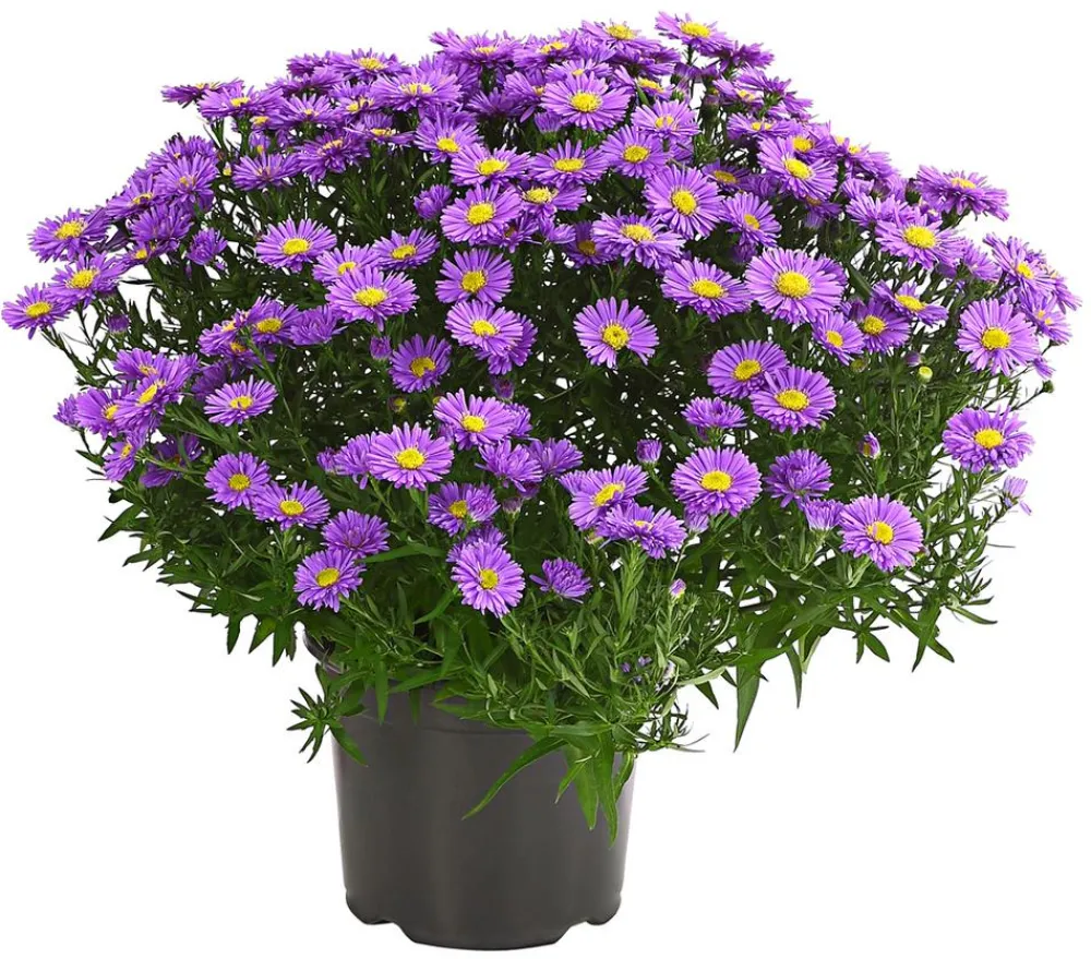 Dehner Kissen-Aster 'Sapphir®' Outlet
