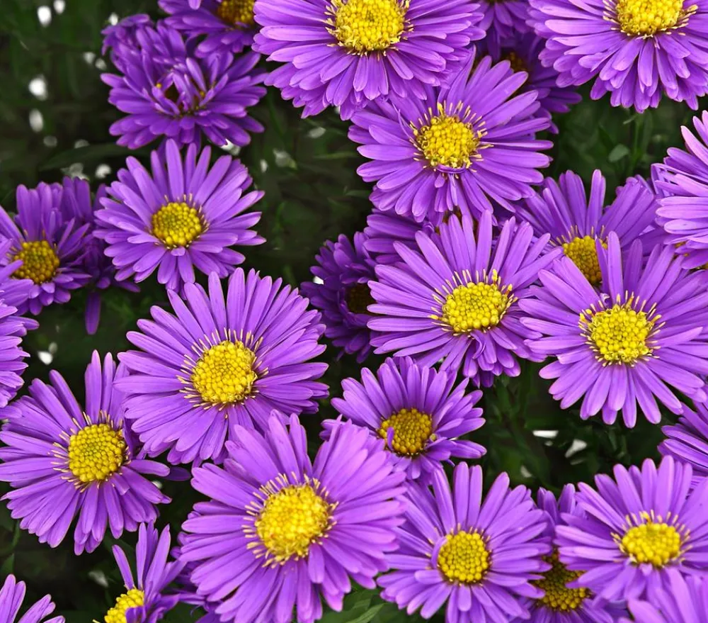 Dehner Kissen-Aster 'Sapphir®' Outlet