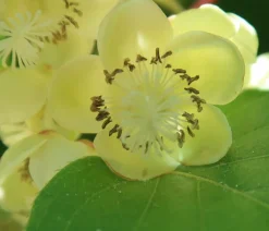 Dehner Weinreben & Gartenobst|Beerensträucher > Kiwi 'Atlas', männlich