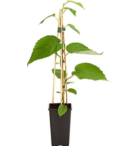 Dehner Weinreben & Gartenobst|Beerensträucher > Kiwi 'Hayward', weiblich