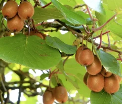 Dehner Weinreben & Gartenobst|Beerensträucher > Kiwi 'Hayward', weiblich