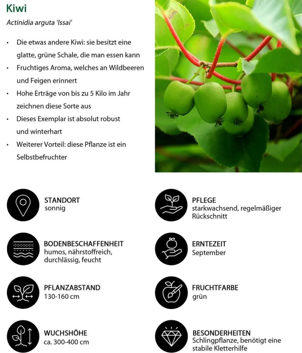 Dehner Weinreben & Gartenobst|Beerensträucher - Kiwi 'Issai' Hellgrün