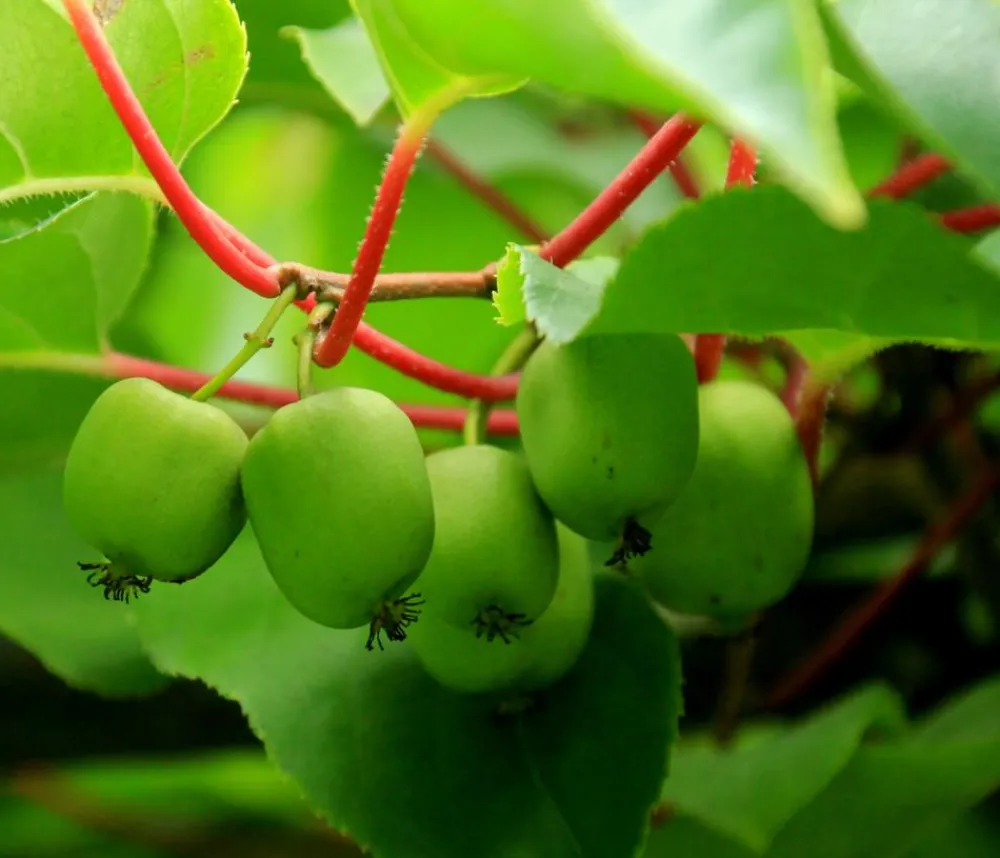 Dehner Weinreben & Gartenobst|Beerensträucher - Kiwi 'Issai' Hellgrün