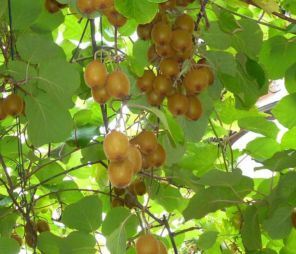 Dehner Weinreben & Gartenobst|Beerensträucher - Kiwi 'Solo' Grün