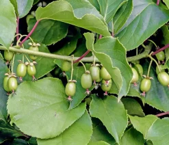 Dehner Weinreben & Gartenobst|Beerensträucher > Kiwi 'Weiki®'