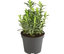 Dehner Grabschmuck & Grabgestaltung|Bodendecker & Efeu > Kleinblättriger Kriech-Spindelstrauch 'Microphyllus Albovariegatus'