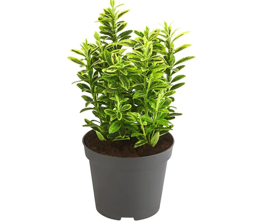 Dehner Kleinblättriger Kriech-Spindelstrauch 'Microphyllus Aureovariegatus' Clearance