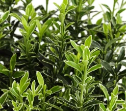 Dehner Laubgehölze > Kleinblättriger Spindelstrauch 'Microphyllus Albovariegatus'