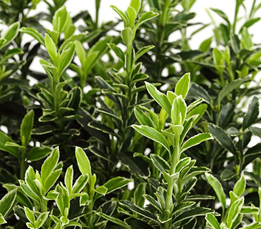 Dehner Laubgehölze > Kleinblättriger Spindelstrauch 'Microphyllus Albovariegatus'