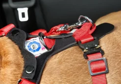 kleinmetall® Hundeicherheitgurt Aafe Cofort Rot Discount
