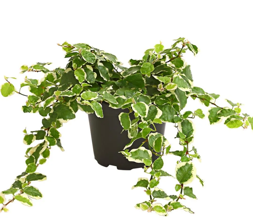 Dehner Kletterfeige - Ficus pumila 'Sunny' Hot
