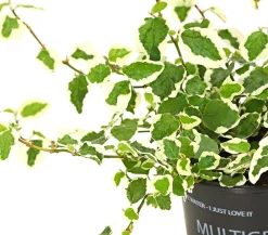 Dehner Kletterfeige - Ficus pumila 'Sunny' Hot