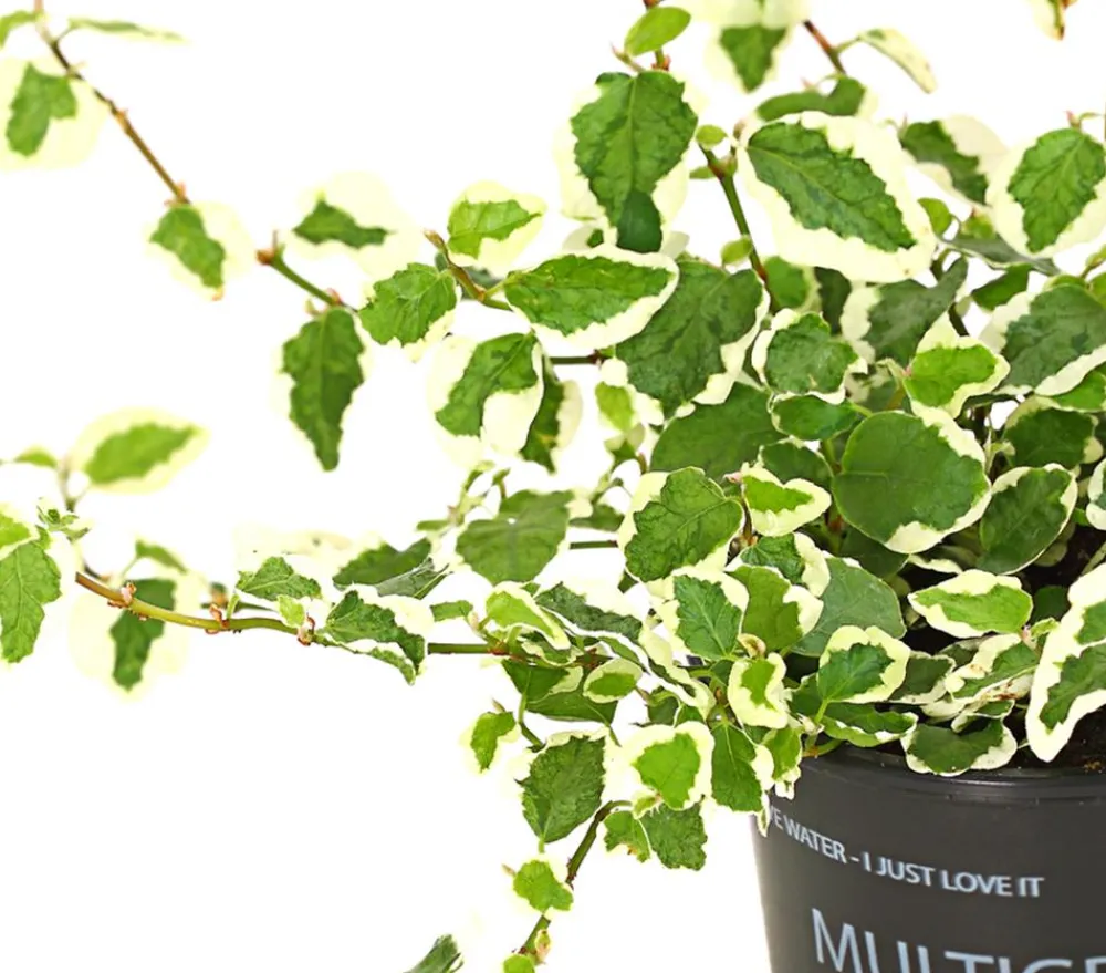 Dehner Kletterfeige - Ficus pumila 'Sunny' Hot