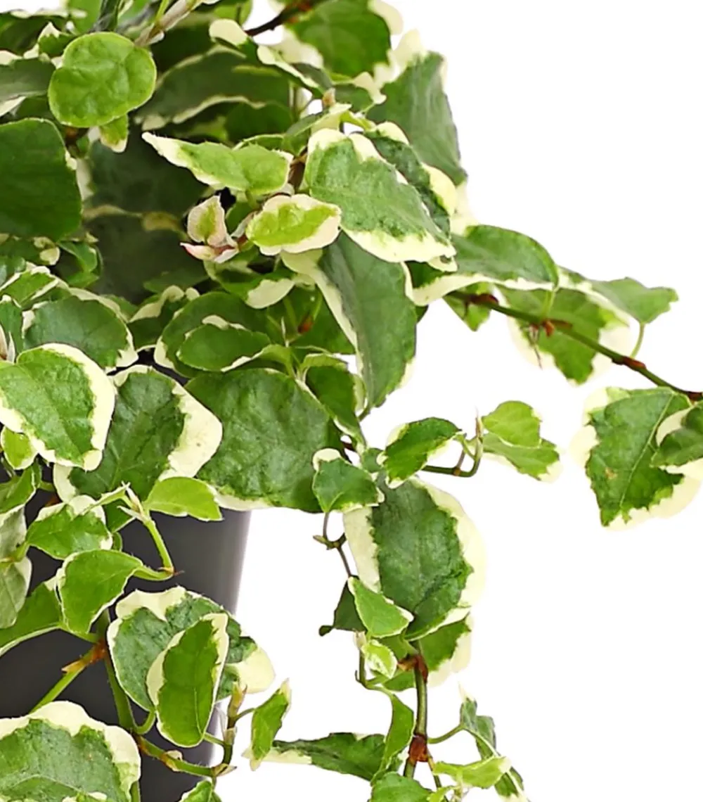 Dehner Kletterfeige - Ficus pumila 'Sunny' Hot