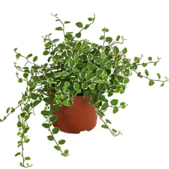 Dehner Kletterfeige - Ficus pumila 'White Sunny' Sale