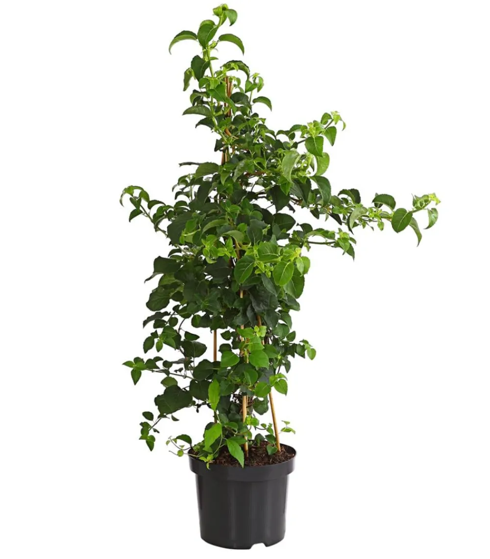 Dehner Kletterpflanzen|Xxl-Gartenpflanzen > Kletter-Hortensie